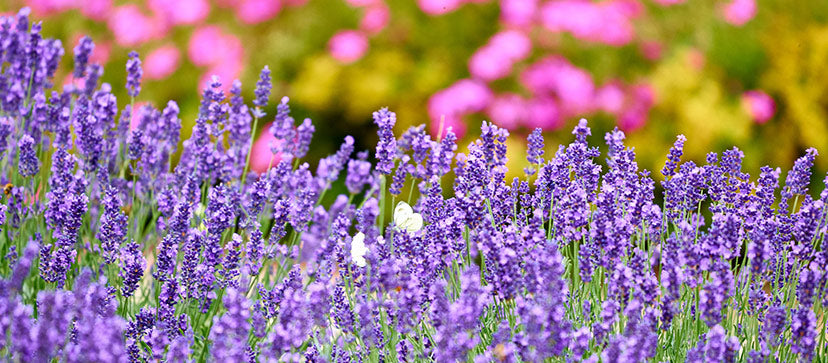 Mosquitoes don't stand a chance against these plants  PARA'KITO