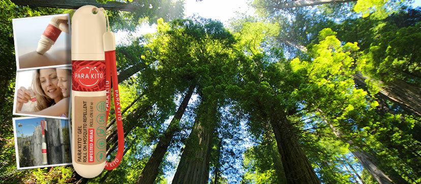 Discover The Redwood National Park In California