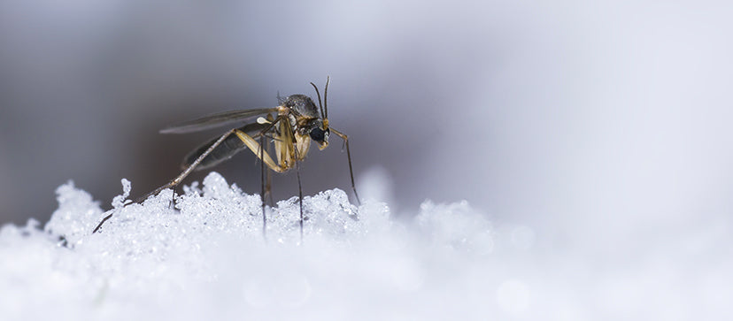Where Do Mosquitoes Go in the Winter?