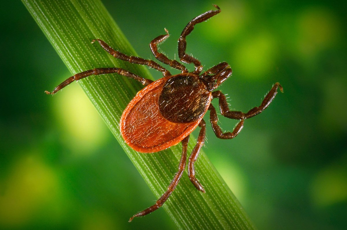 Shape of the Tick Season in your State
