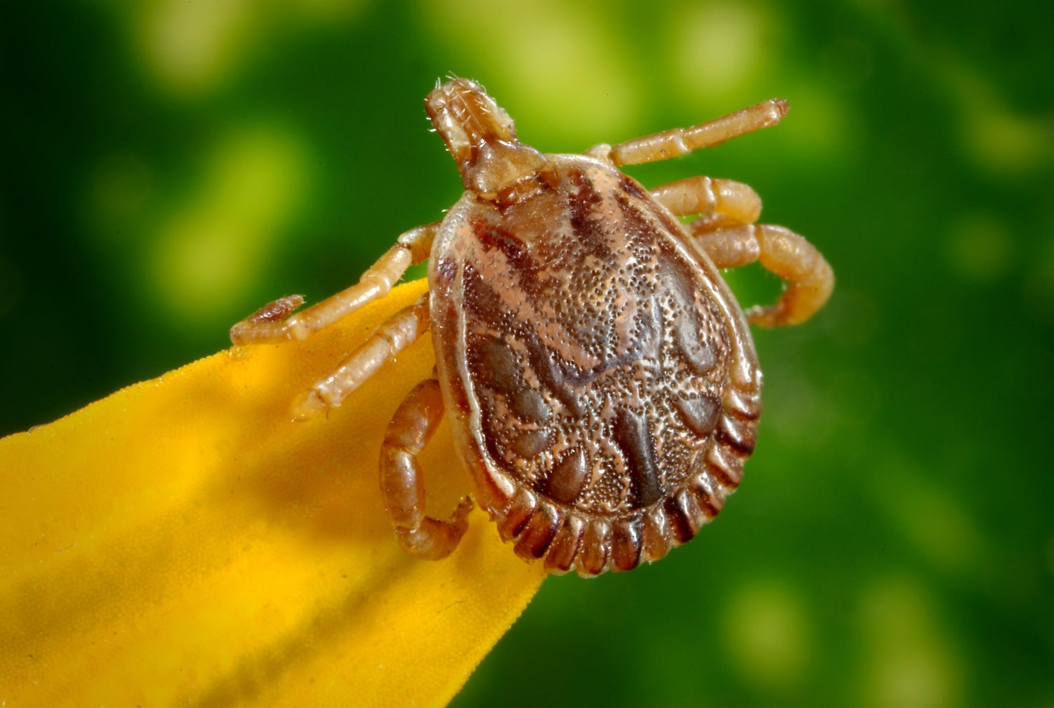 Where are the common ticks found in the US?