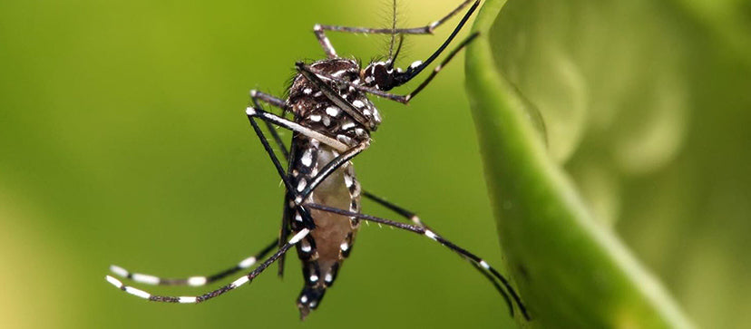 What is Zika Virus?